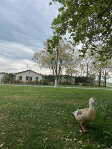 Ashburton Holiday Park Extérieur photo